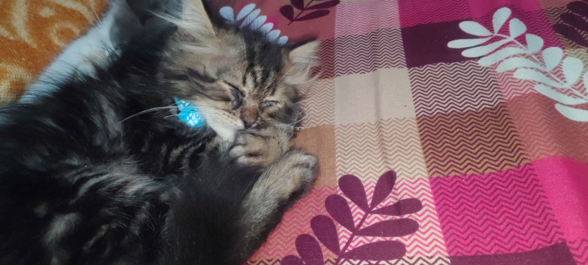 Farsi Cat available for sale