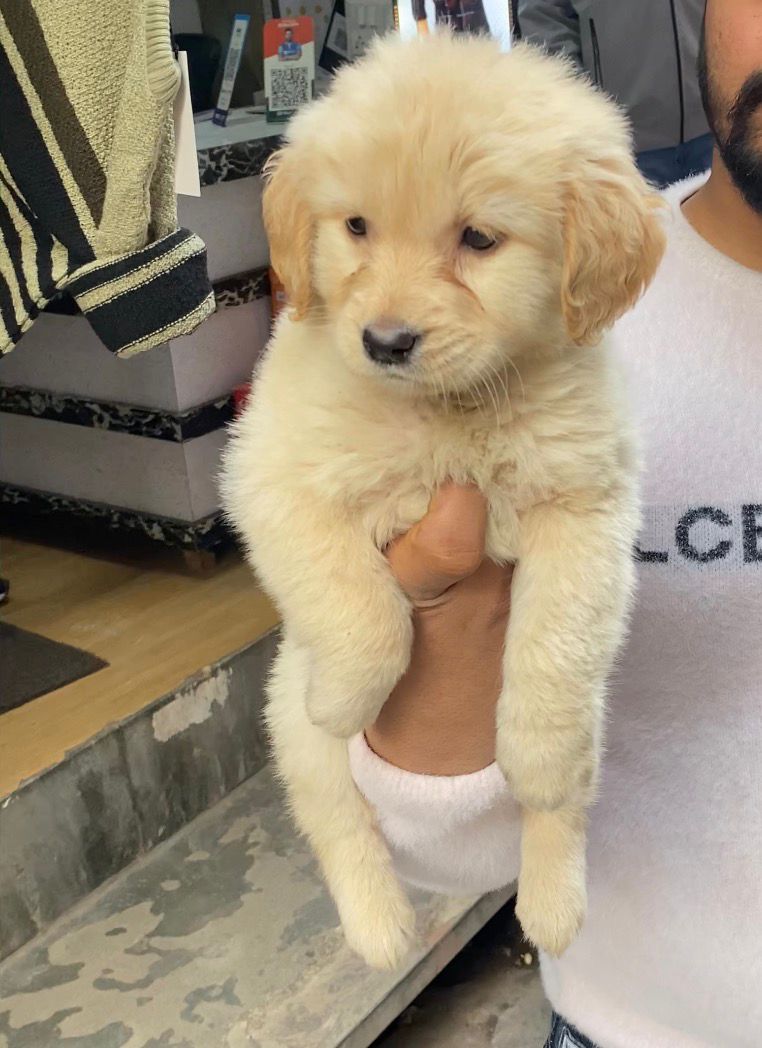 Golden Retriever Dog available for sale