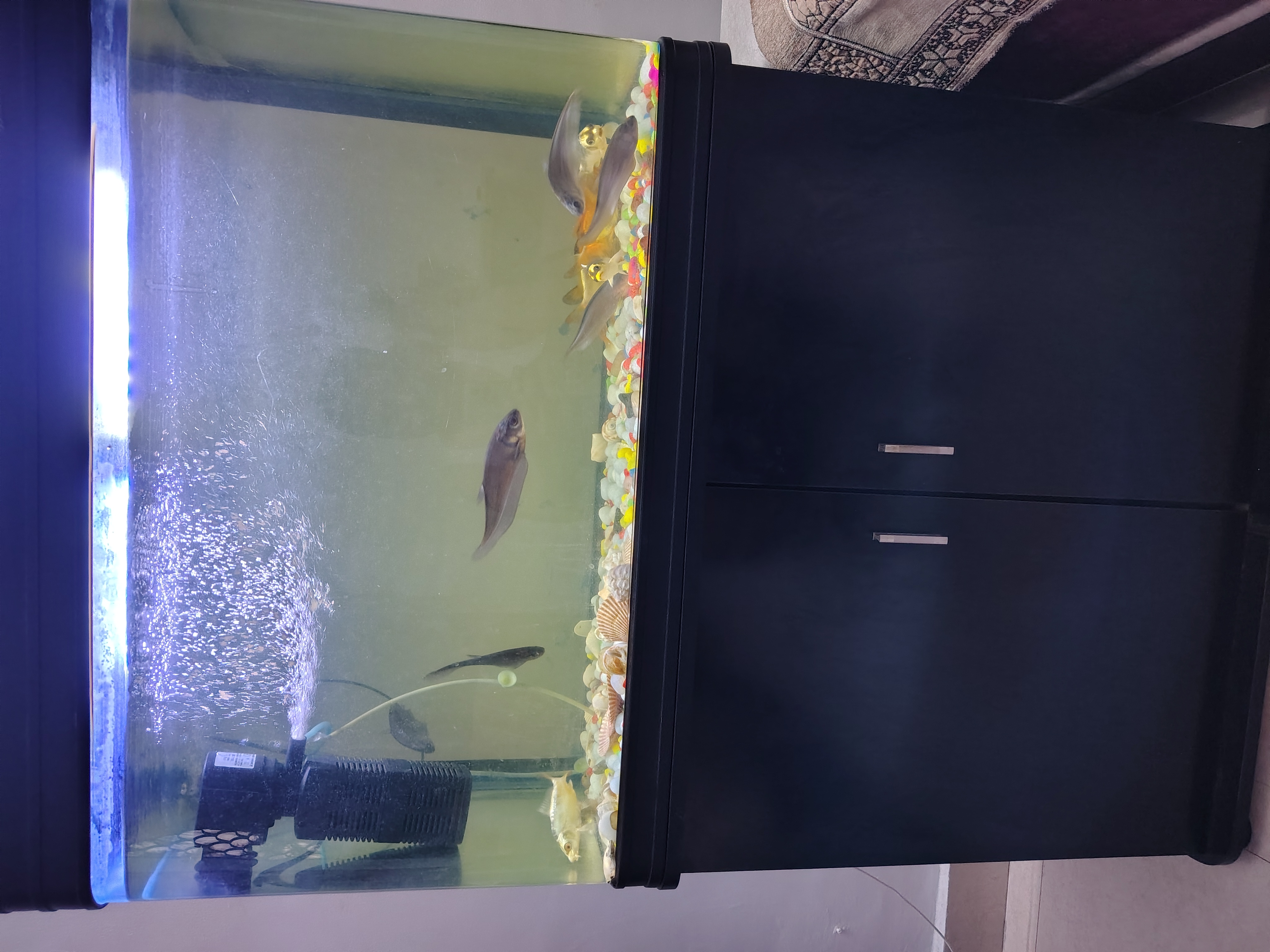 Fish Aquarium available for sale