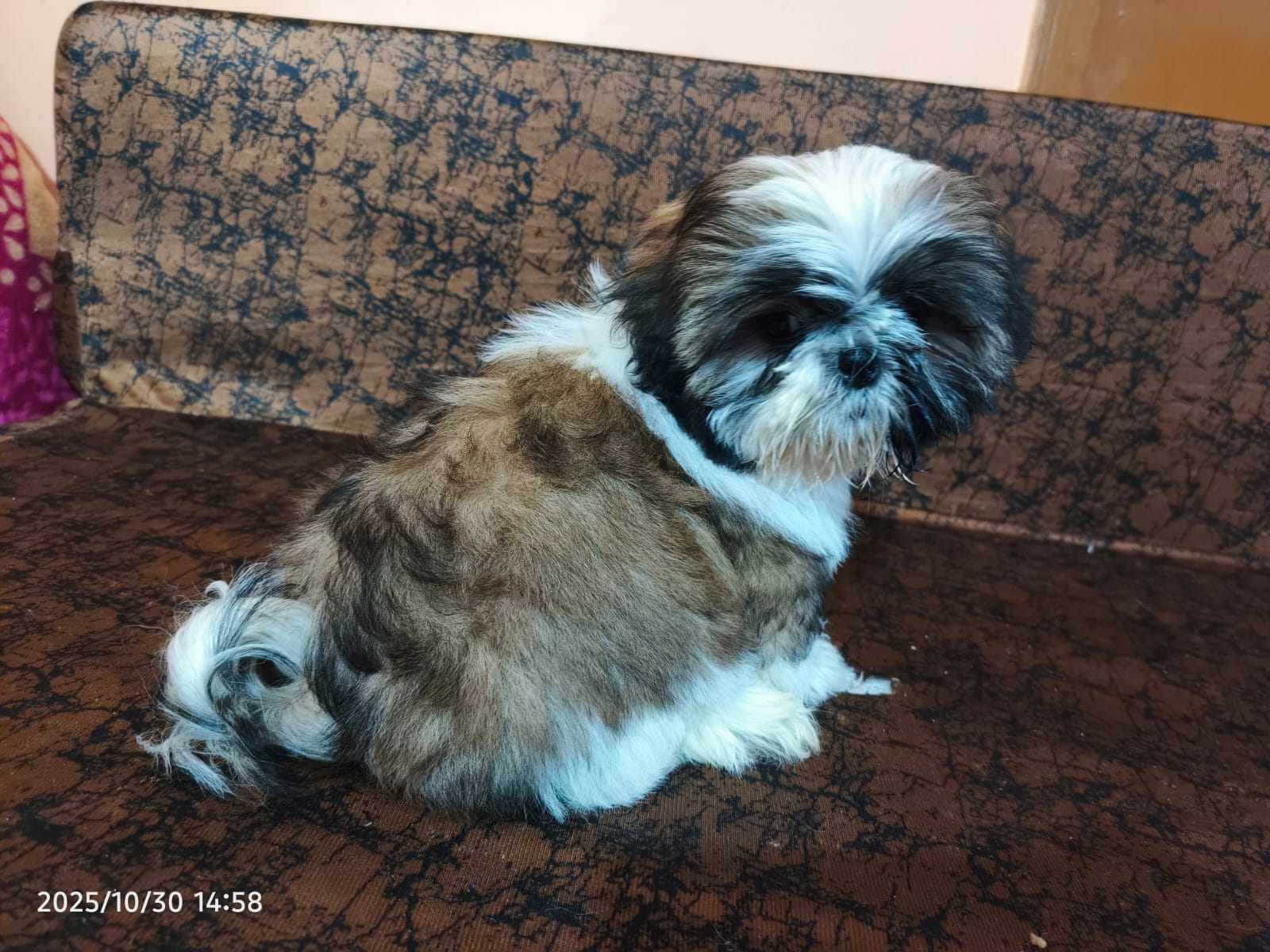Shih tzu Dog available for sale