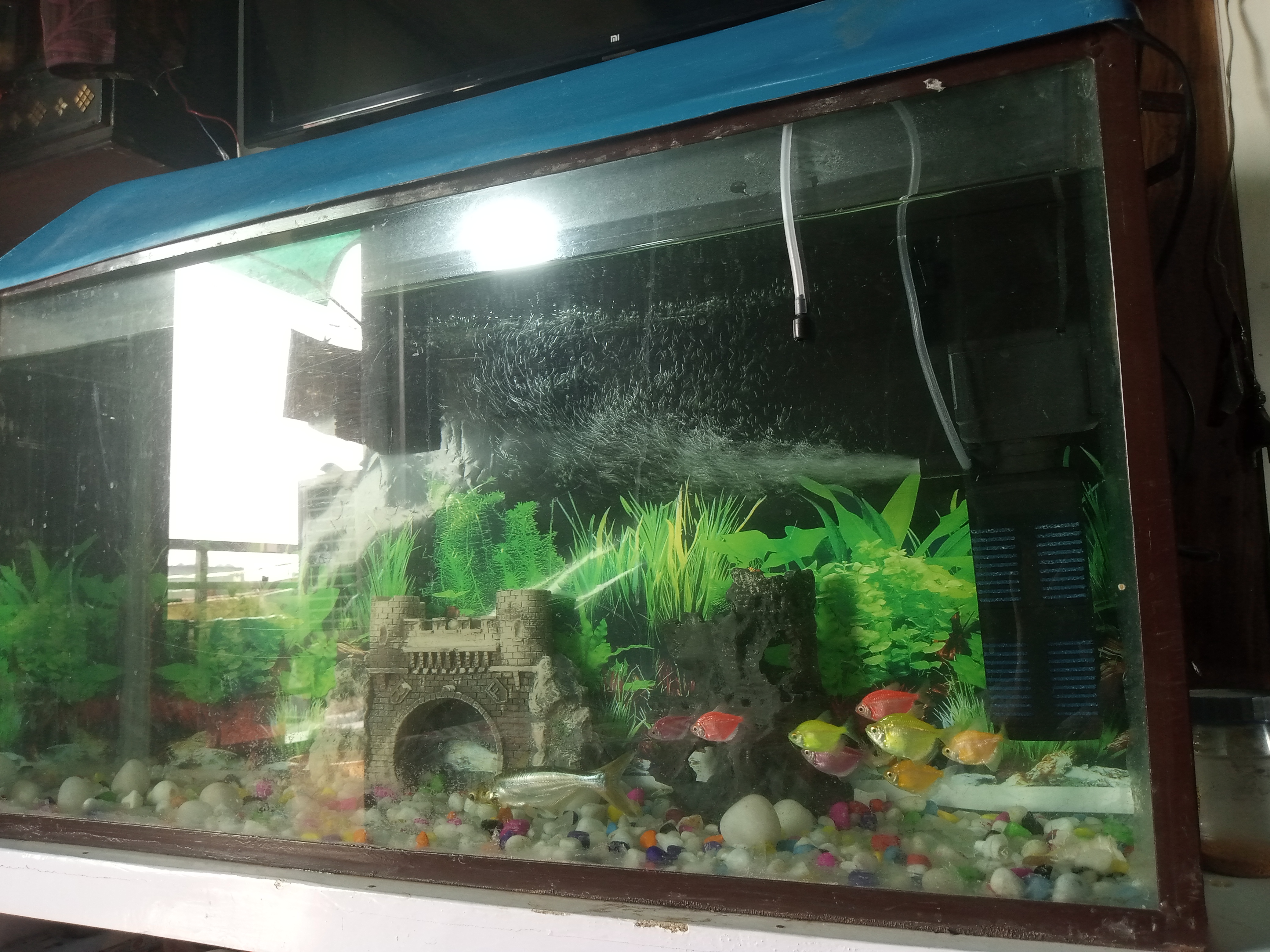 Fish aquarium available for sale