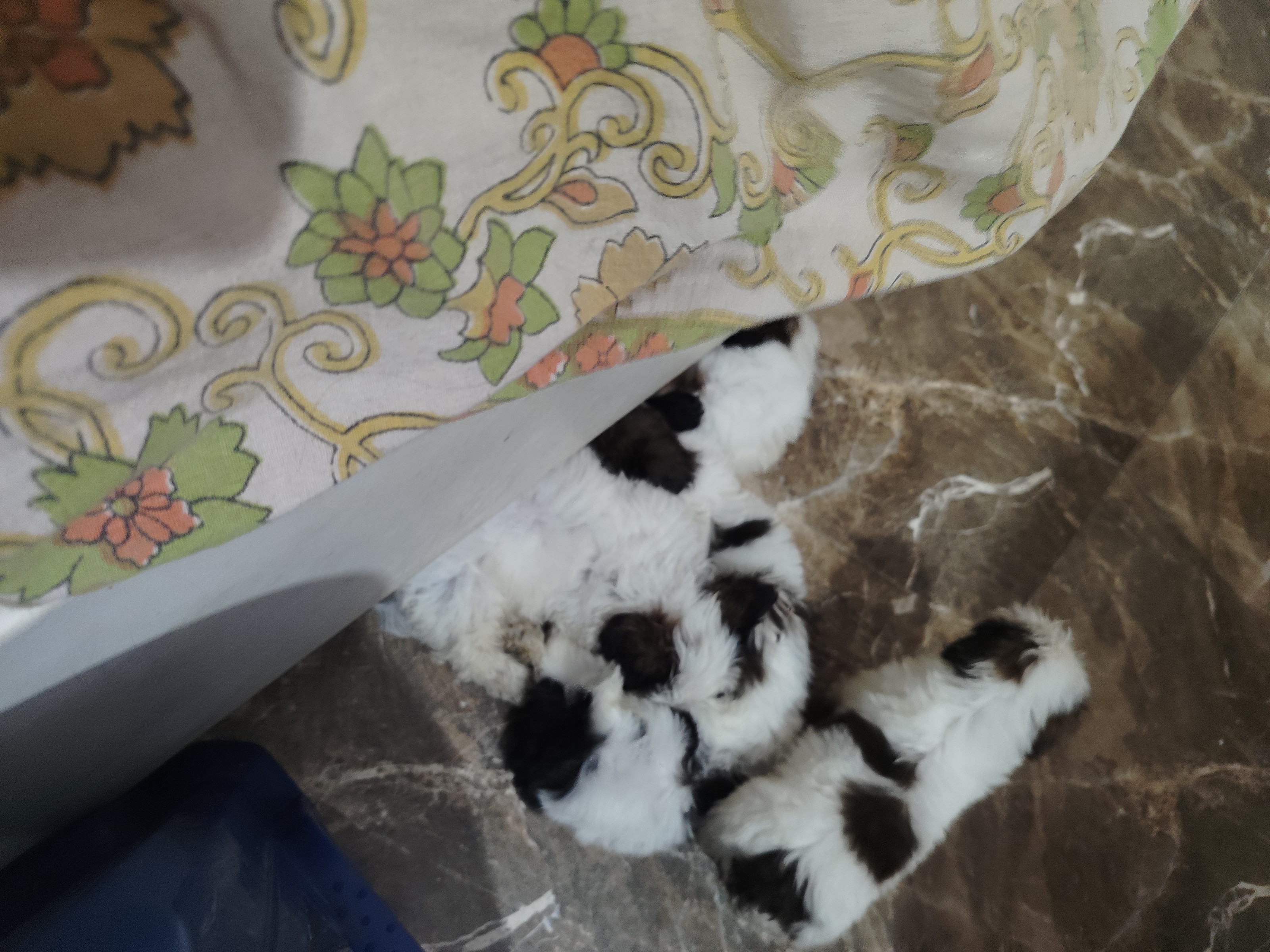 Surju Dog available for sale