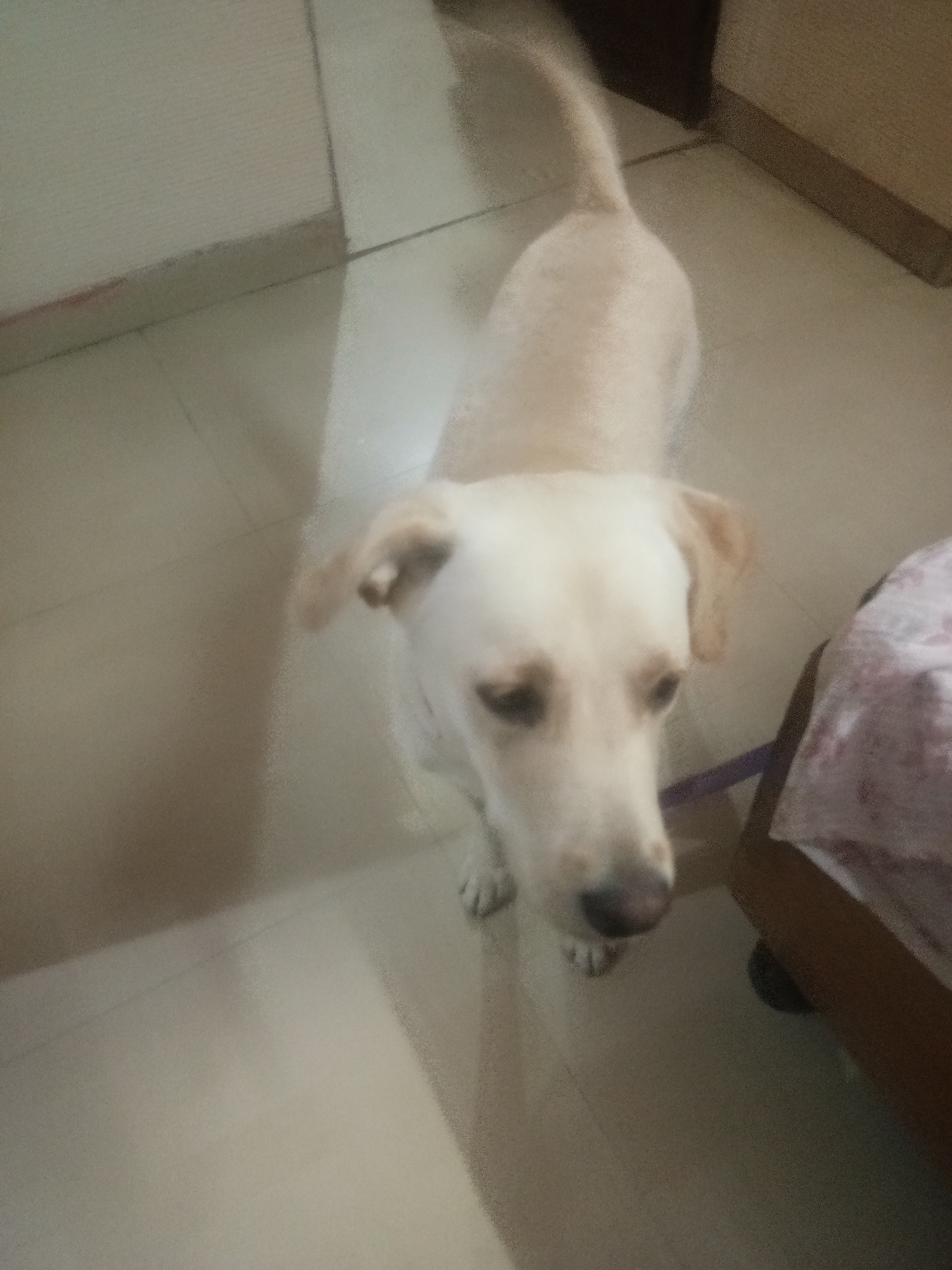 Labrador Dog available for sale