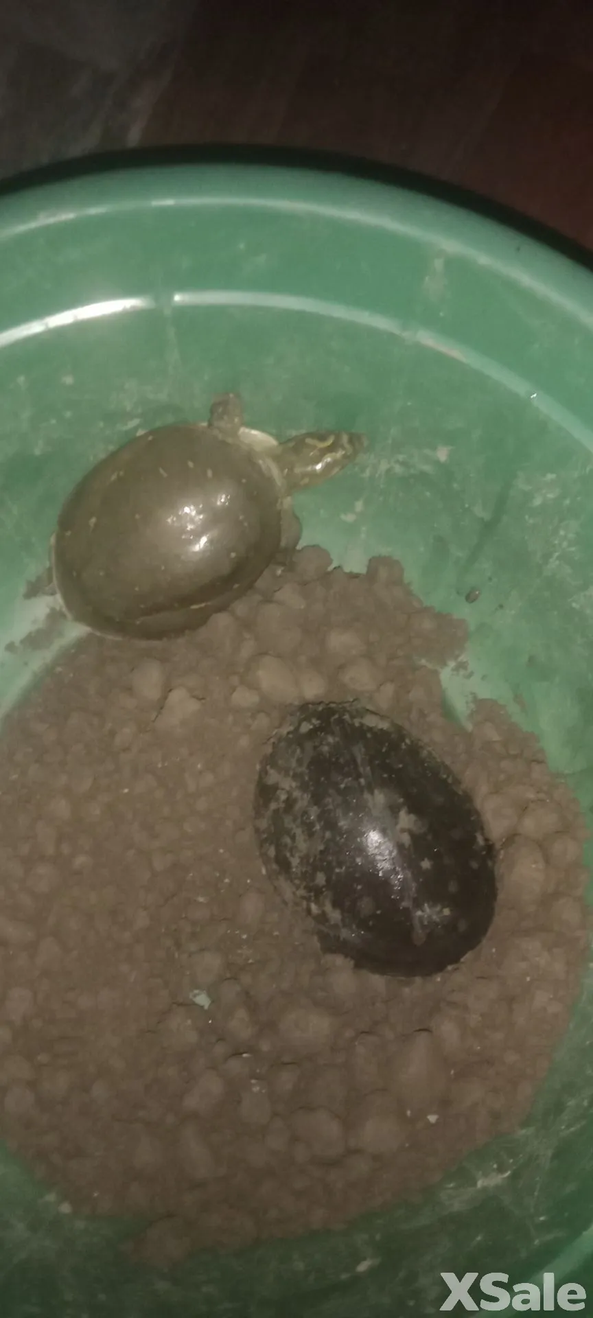 Turtle water pet in 2000 rupees only