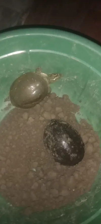 Turtle water pet in 2000 rupees only